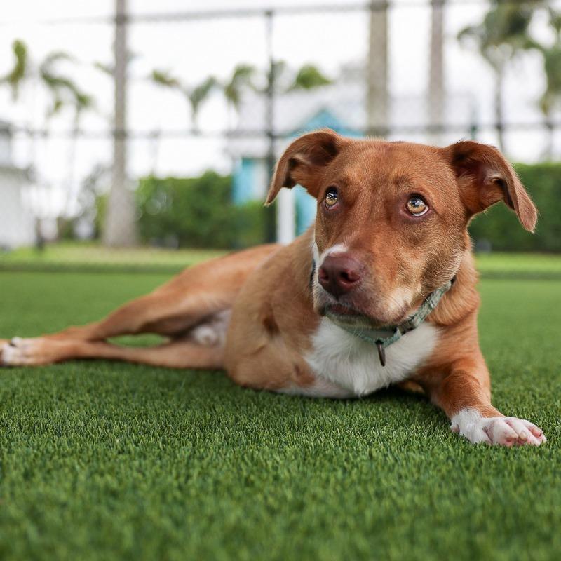 Enlarge Nemo, a Adoptable mixed breed in Bradenton, FL image 4/6