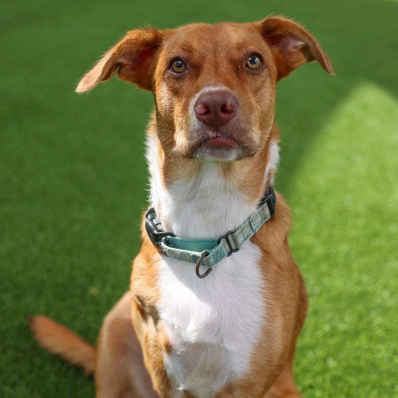 Enlarge Nemo, a Adoptable mixed breed in Bradenton, FL image 5/6