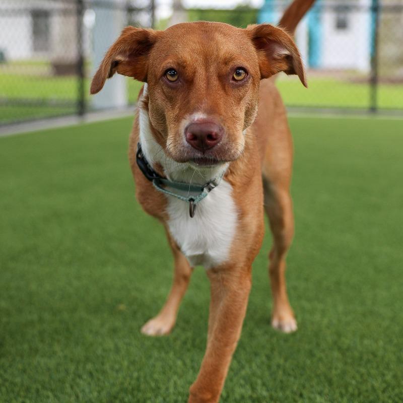 Enlarge Nemo, a Adoptable mixed breed in Bradenton, FL image 6/6