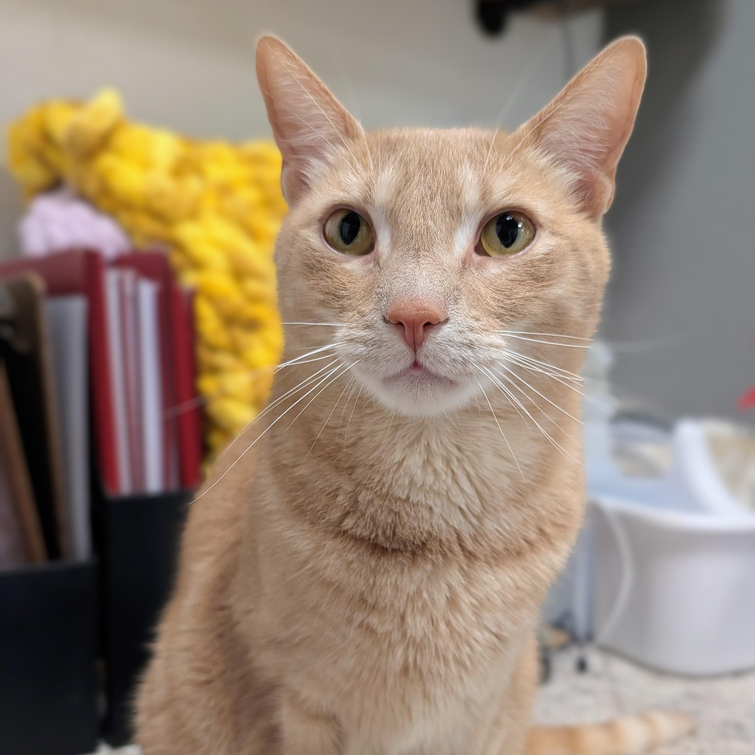 Leonard, adoptable, Adult Male Domestic Short Hair.