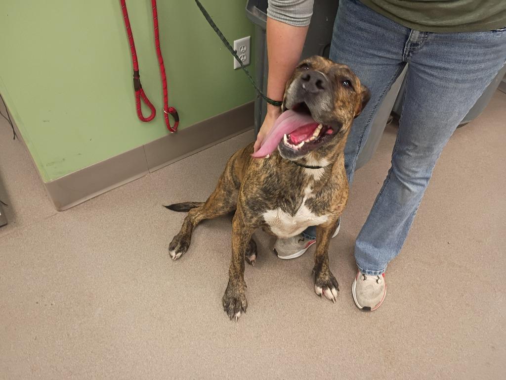 Martha, Adoptable, Adult Female Great Dane.