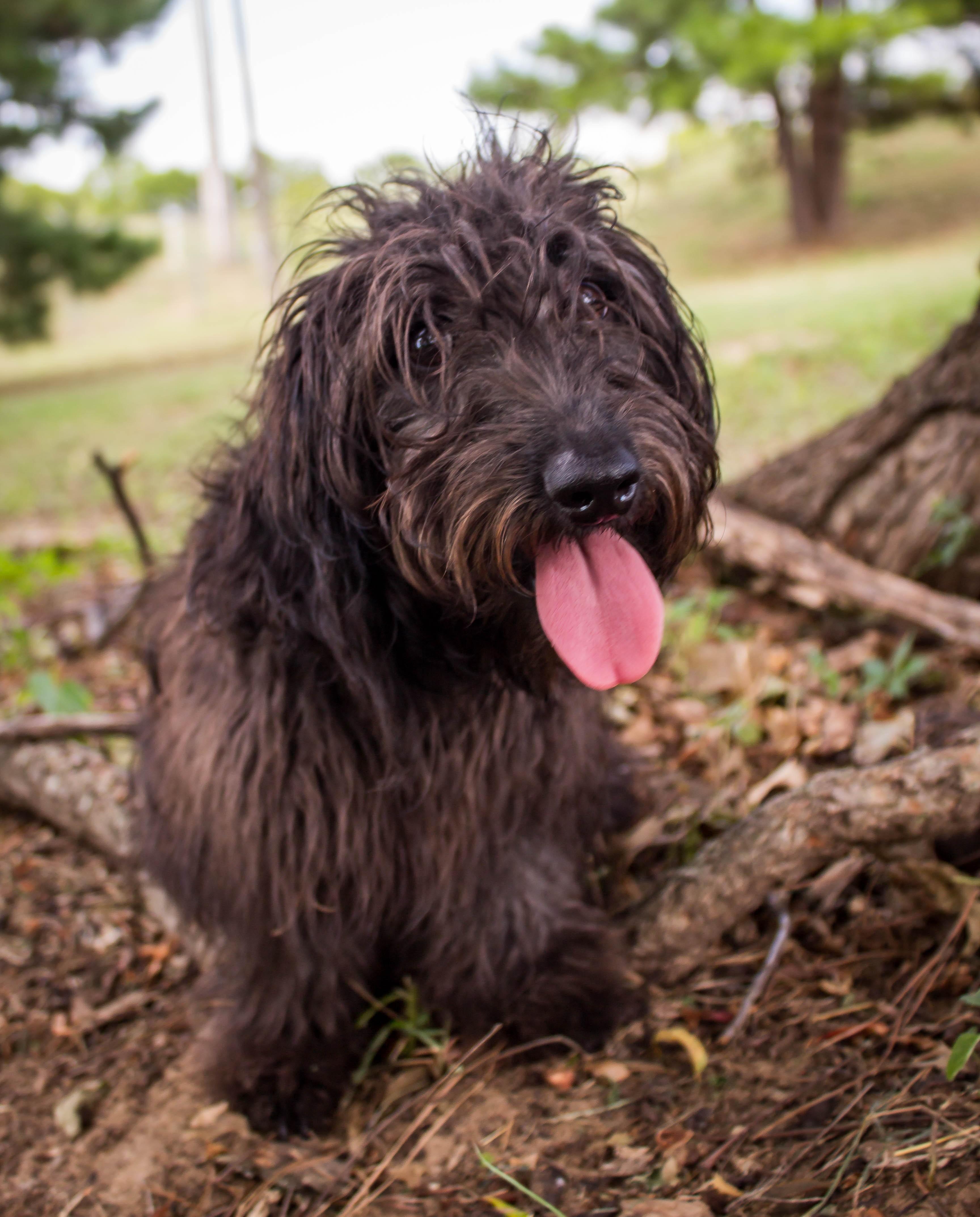 Enlarge Pixie, an adopted mixed breed in Jenks, OK image 1/1
