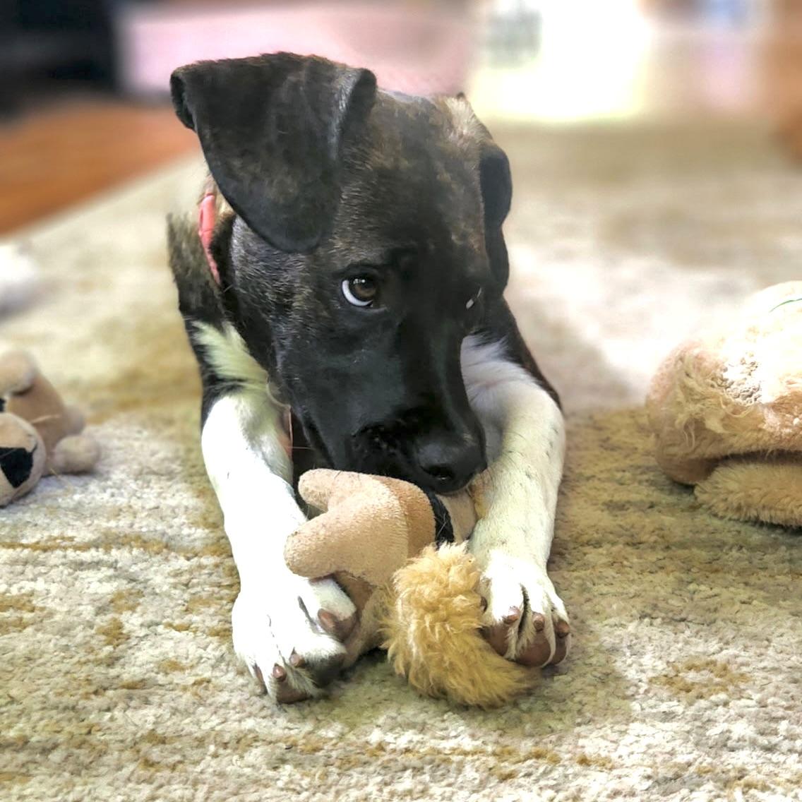 Gracie, a ADOPTABLE mixed breed in Prior Lake, MN image 5/6