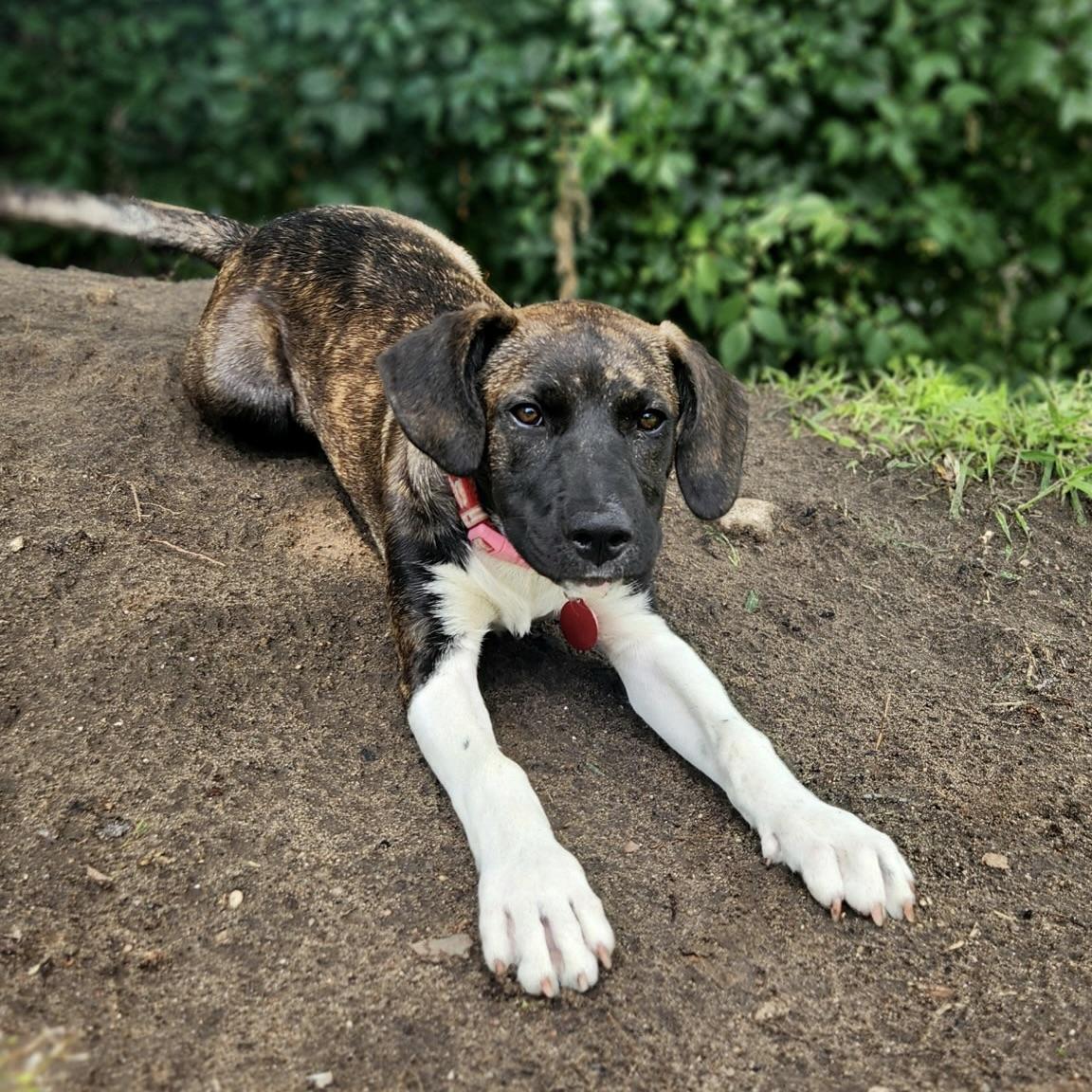 Gracie, a ADOPTABLE mixed breed in Prior Lake, MN image 6/6