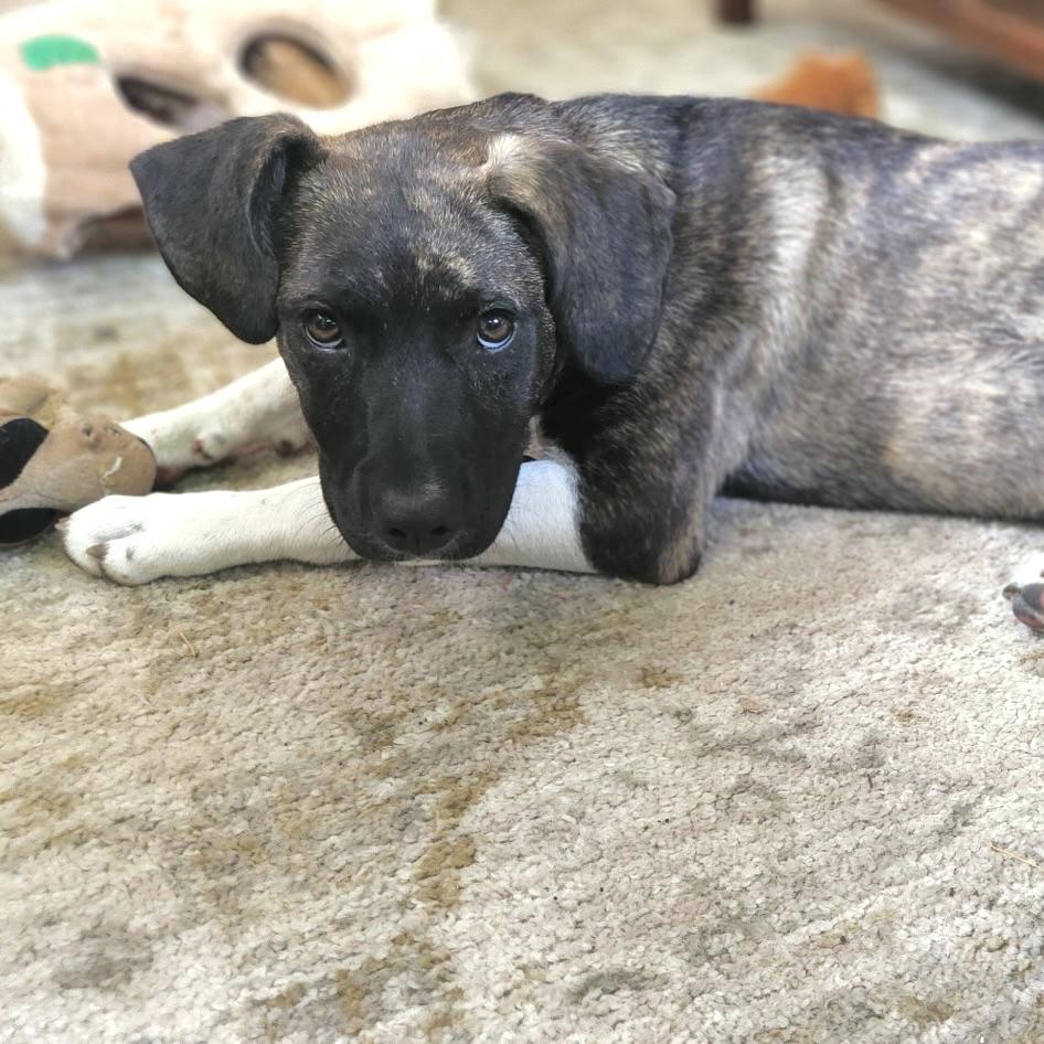 Gracie, a ADOPTABLE mixed breed in Prior Lake, MN image 2/6
