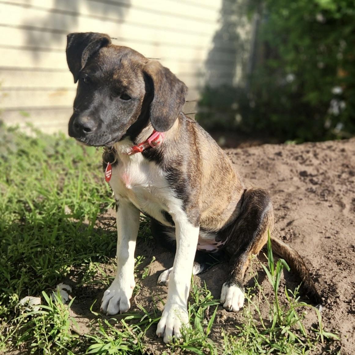 Gracie, a ADOPTABLE mixed breed in Prior Lake, MN image 3/6