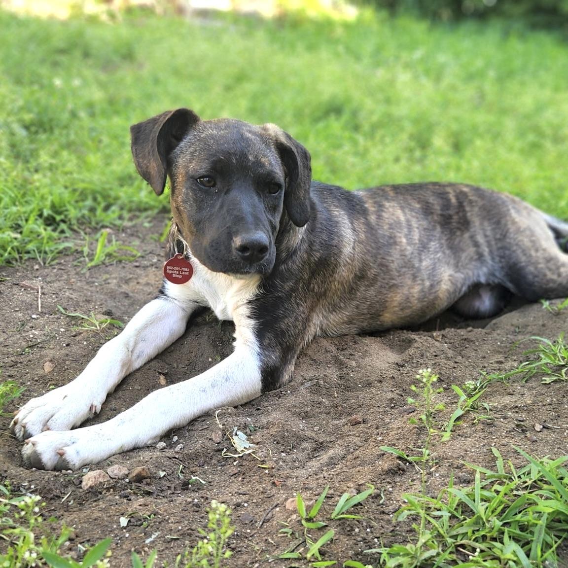 Gracie, ADOPTABLE, Puppy Female Plott Hound.