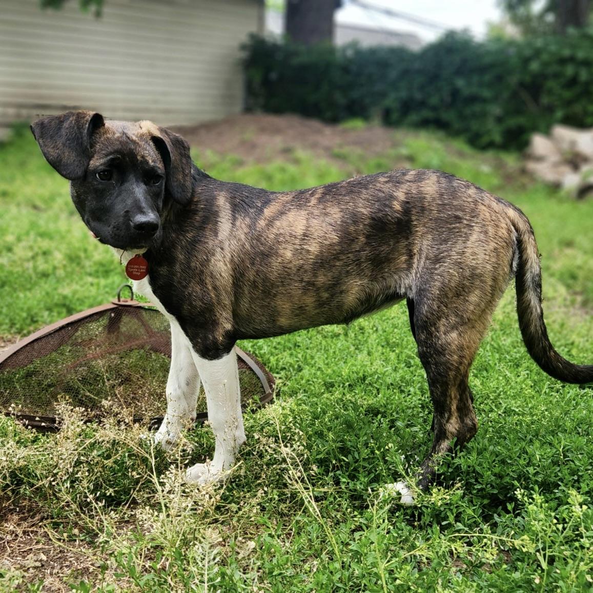 Gracie, a ADOPTABLE mixed breed in Prior Lake, MN image 4/6