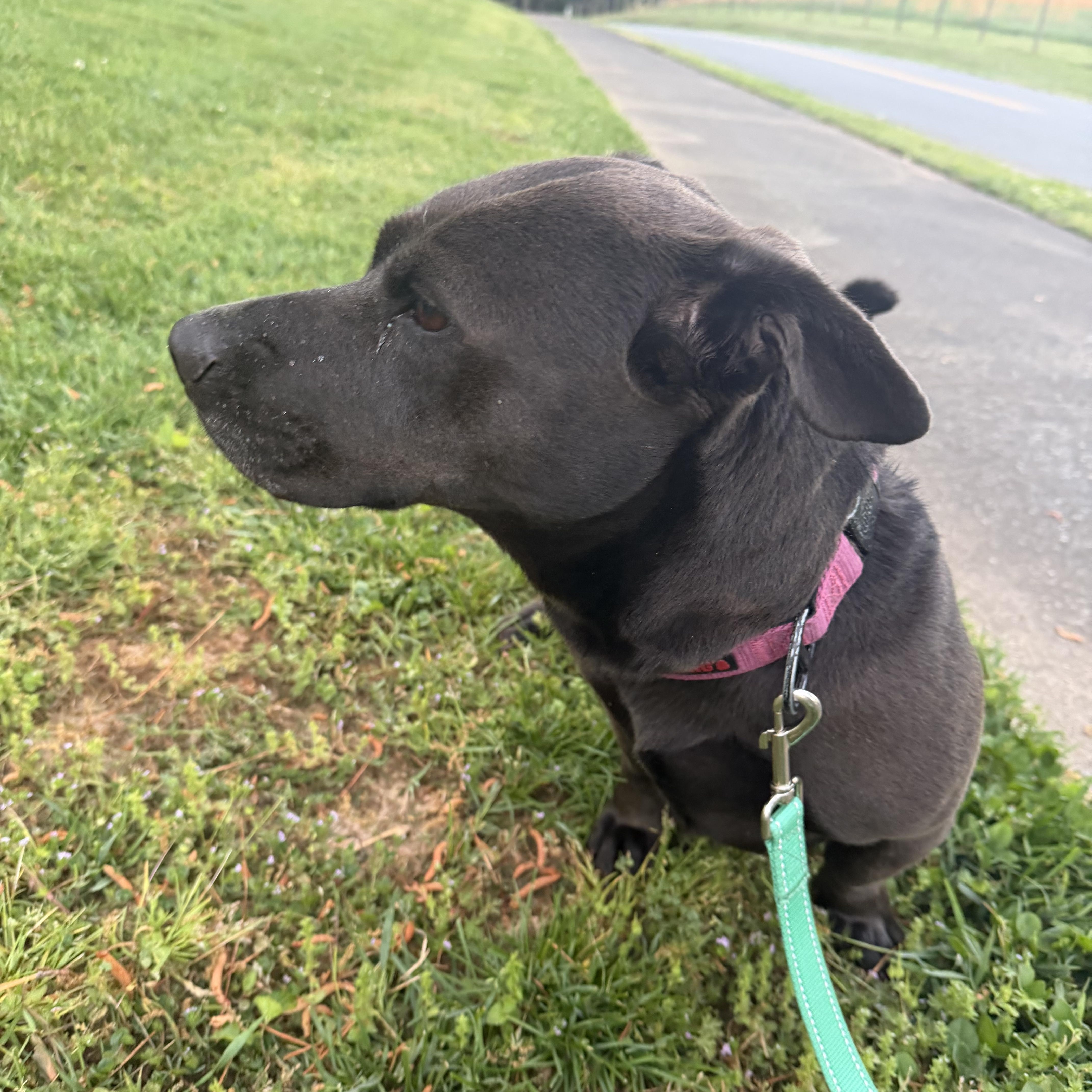 Enlarge Nova, a ADOPTABLE mixed breed in Hillsdale, NY image 6/6