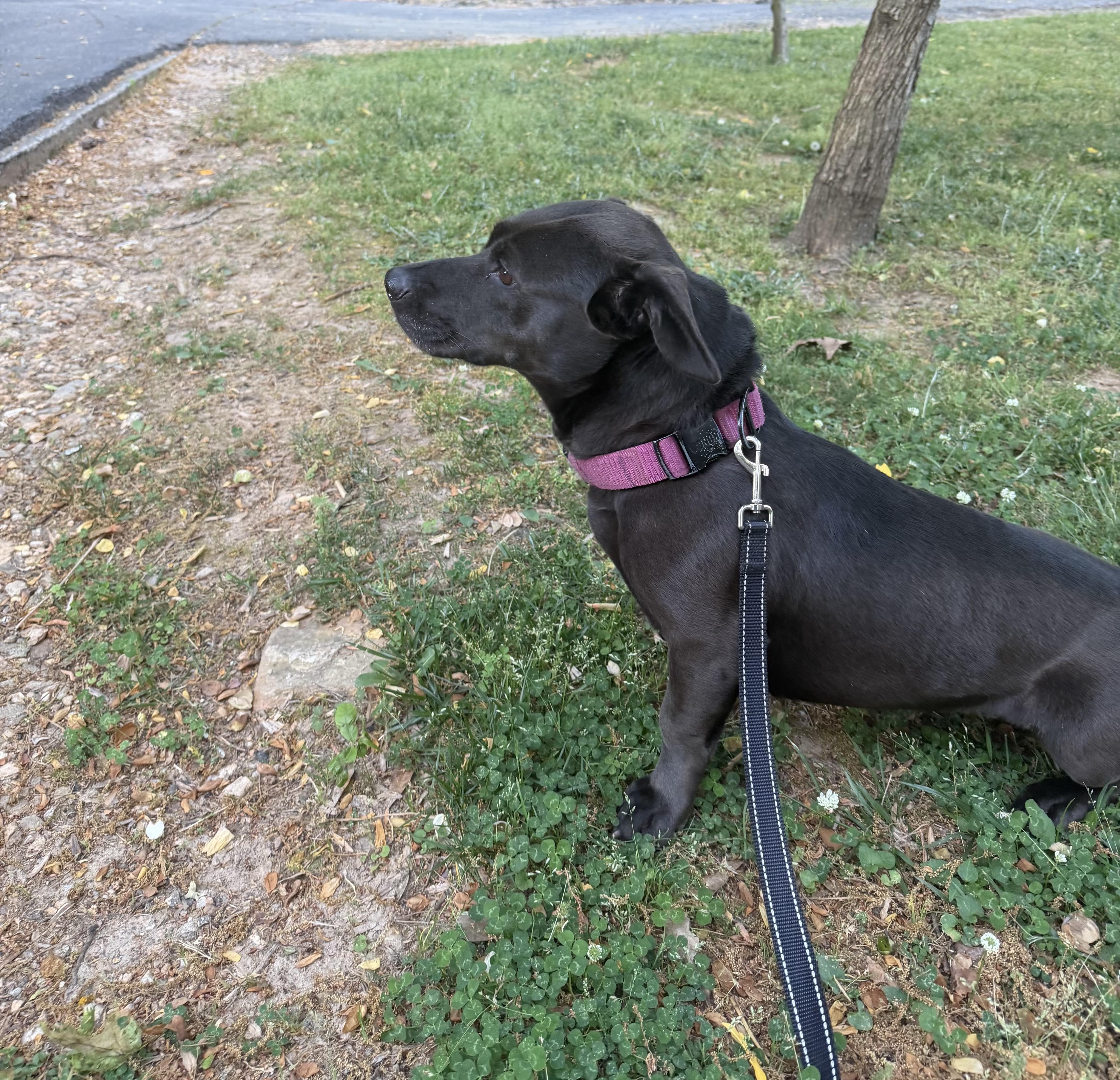 Enlarge Nova, a ADOPTABLE mixed breed in Hillsdale, NY image 4/6