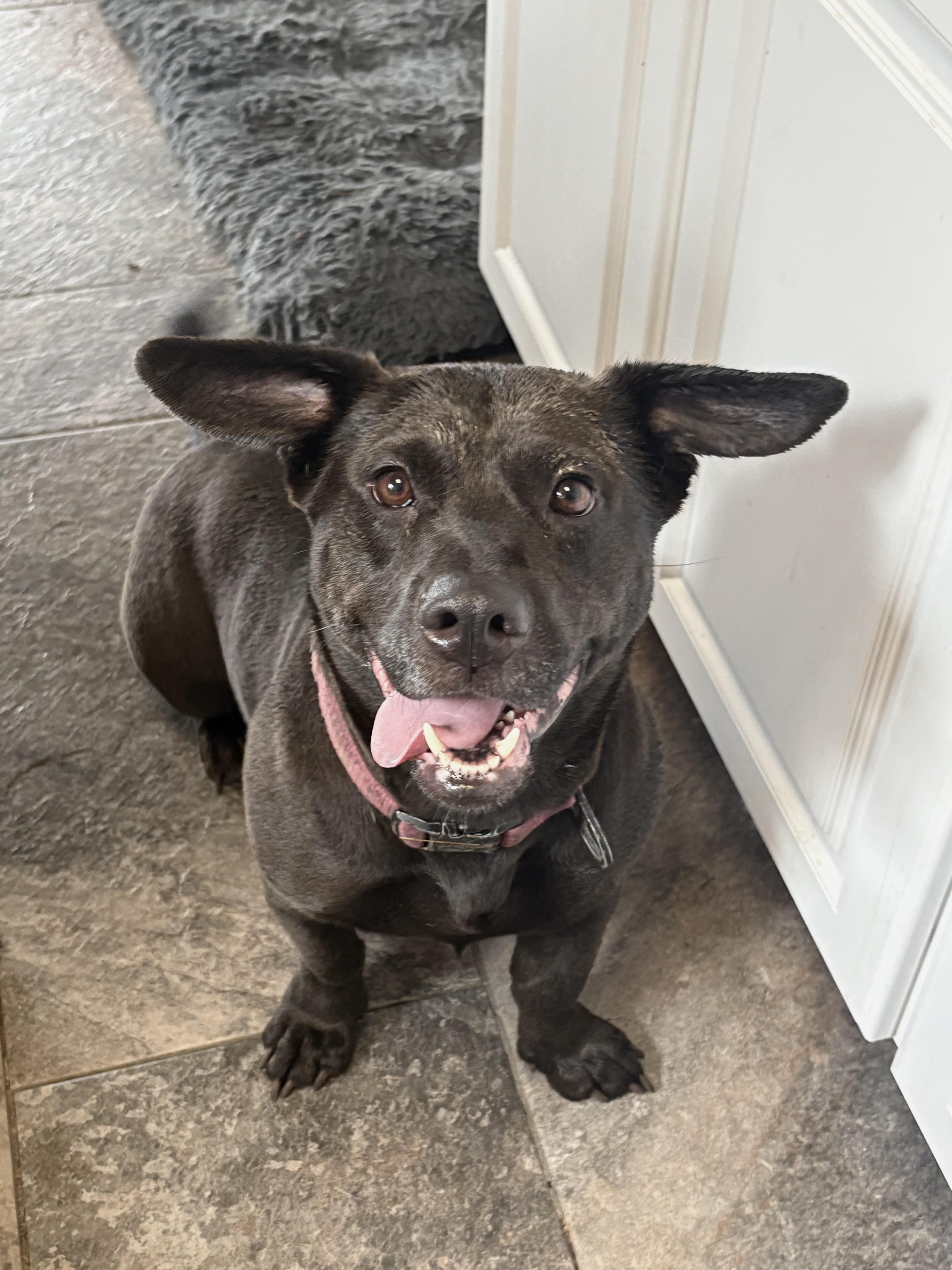 Nova, ADOPTABLE, Young Female Black Labrador Retriever & Corgi.