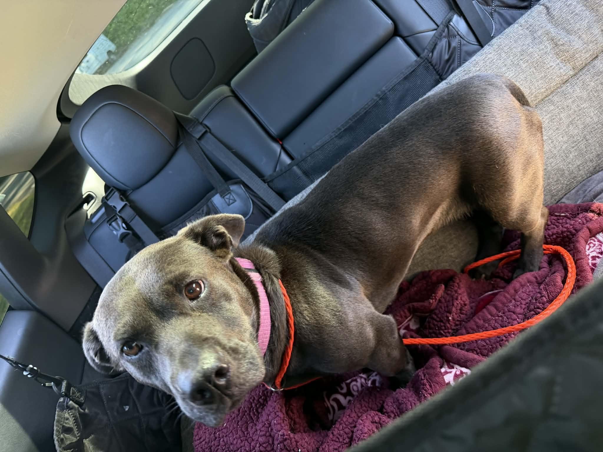 Enlarge Nova, a ADOPTABLE mixed breed in Hillsdale, NY image 2/6