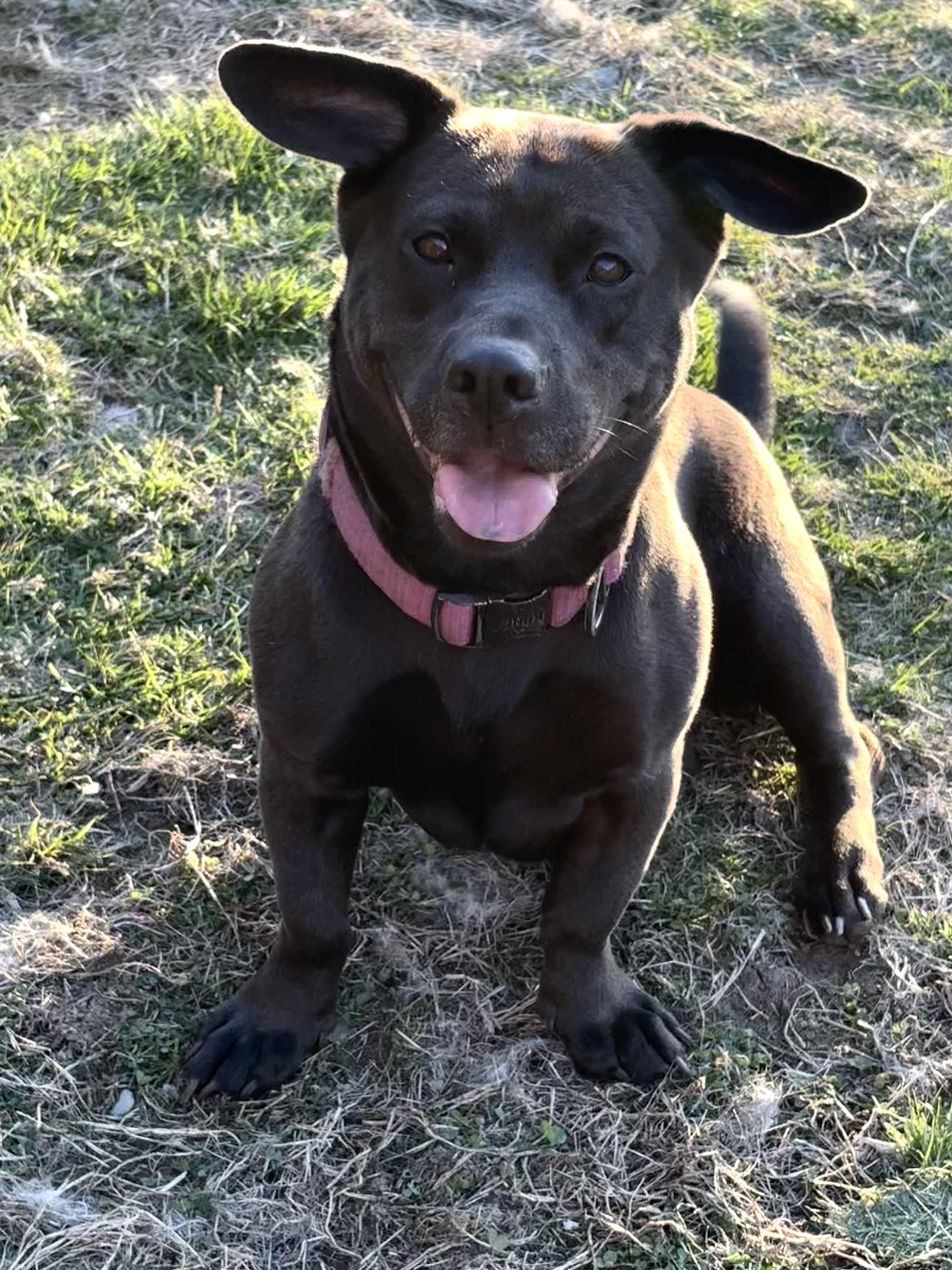 Nova, ADOPTABLE, Young Female Black Labrador Retriever & Corgi.