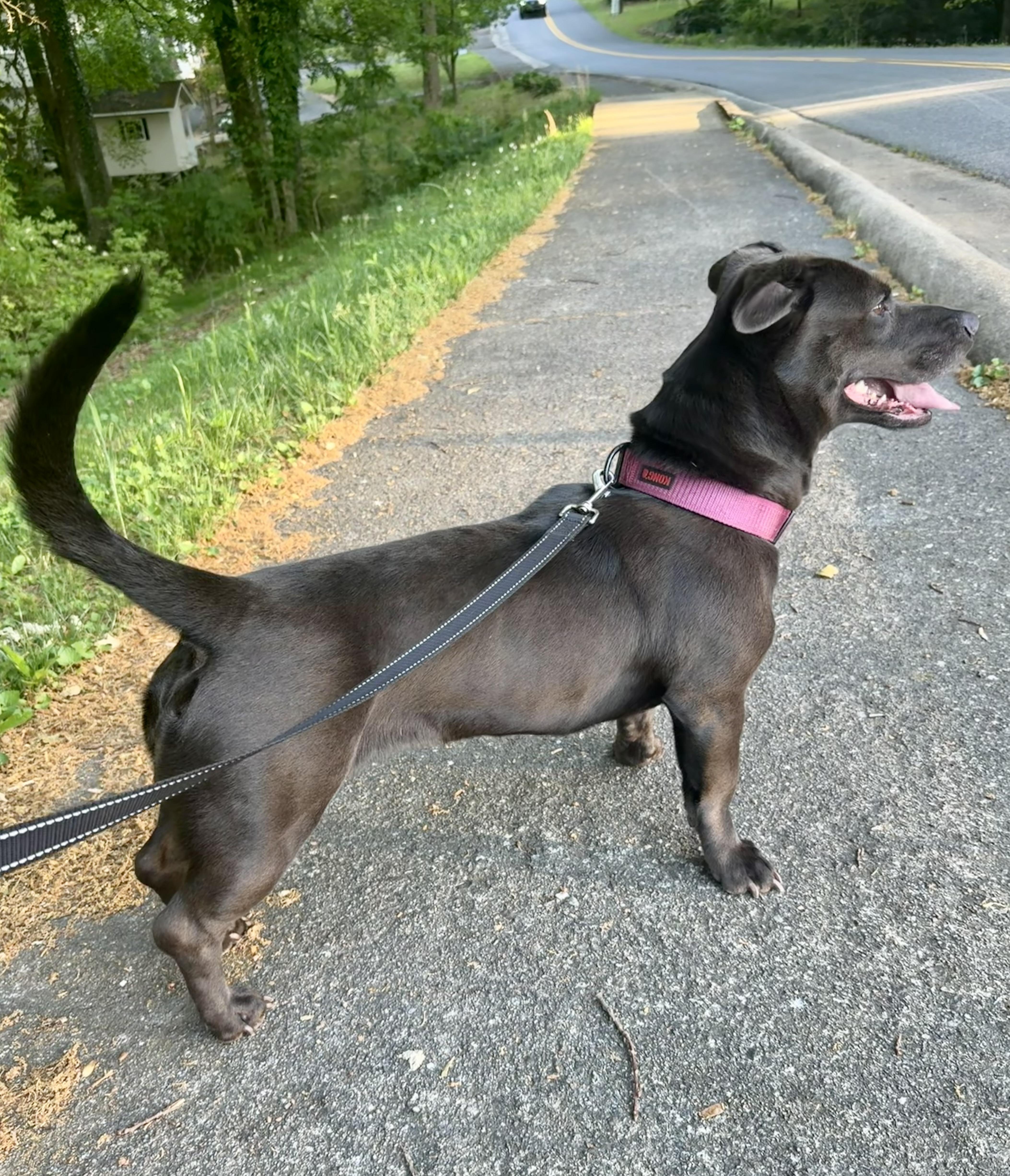 Enlarge Nova, a ADOPTABLE mixed breed in Hillsdale, NY image 3/6