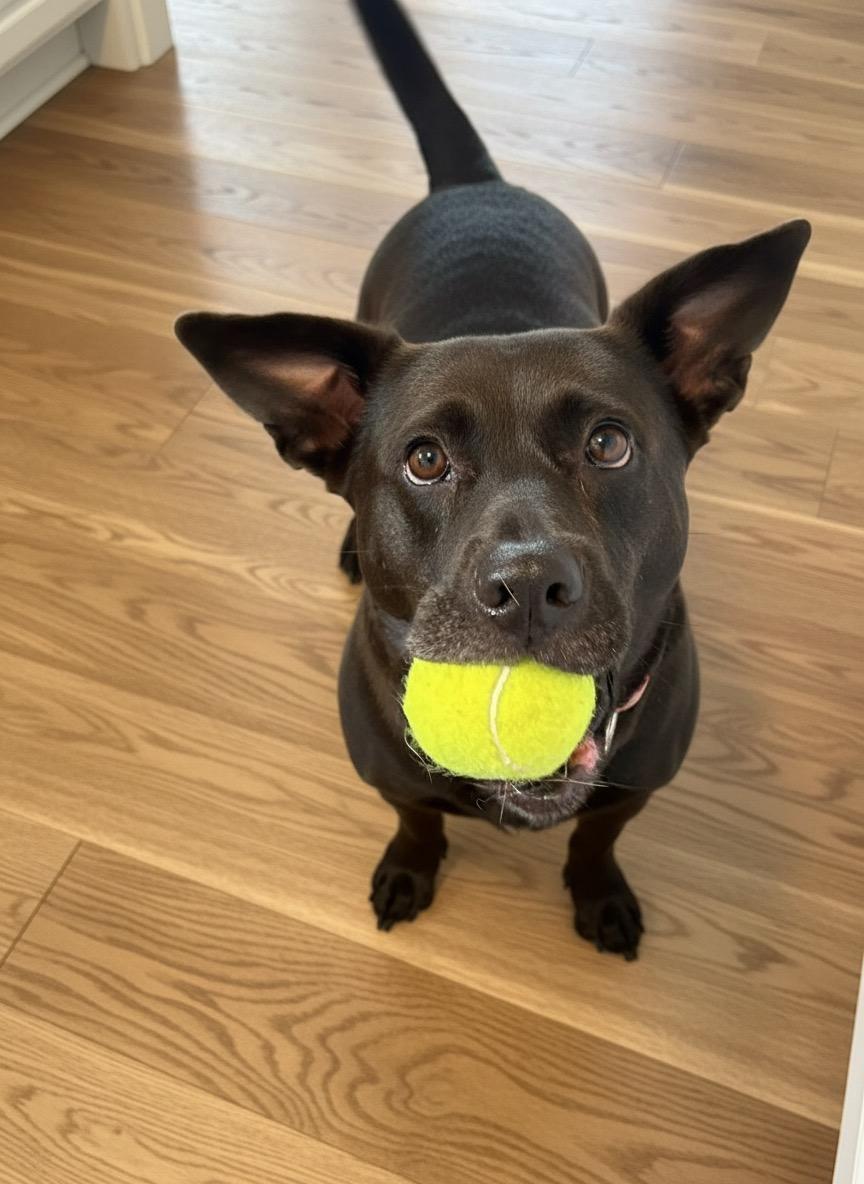 Nova, ADOPTABLE, Young Female Black Labrador Retriever & Corgi.