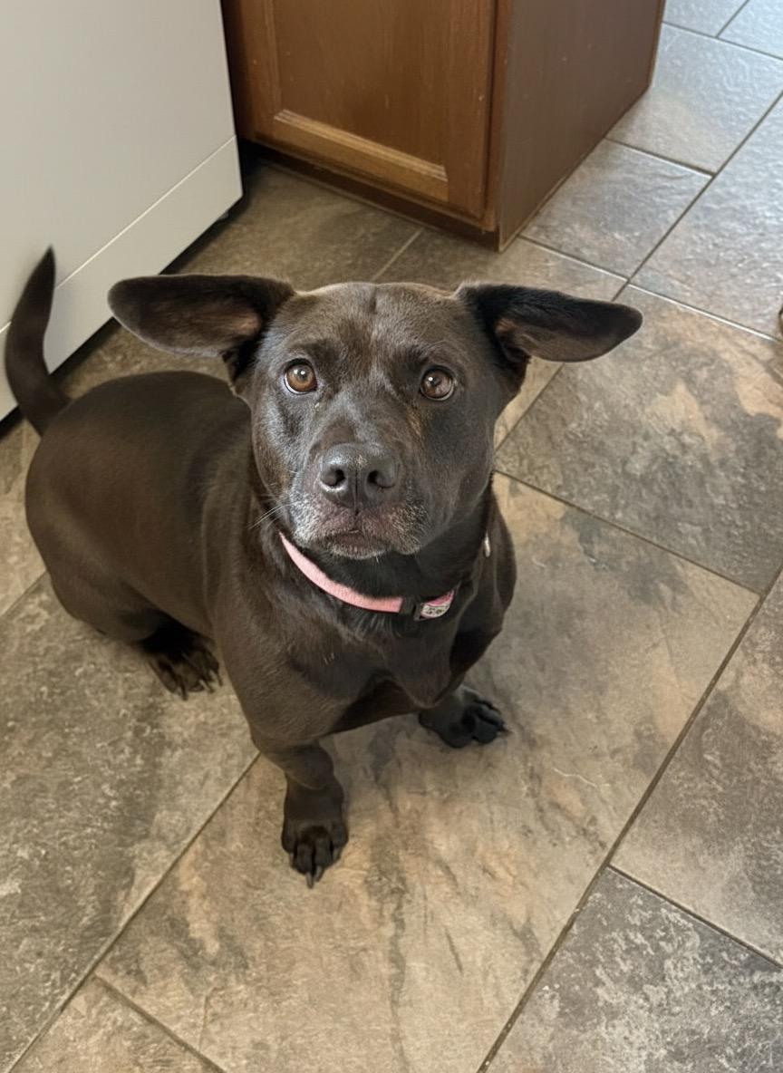 Nova, ADOPTABLE, Young Female Black Labrador Retriever & Corgi.