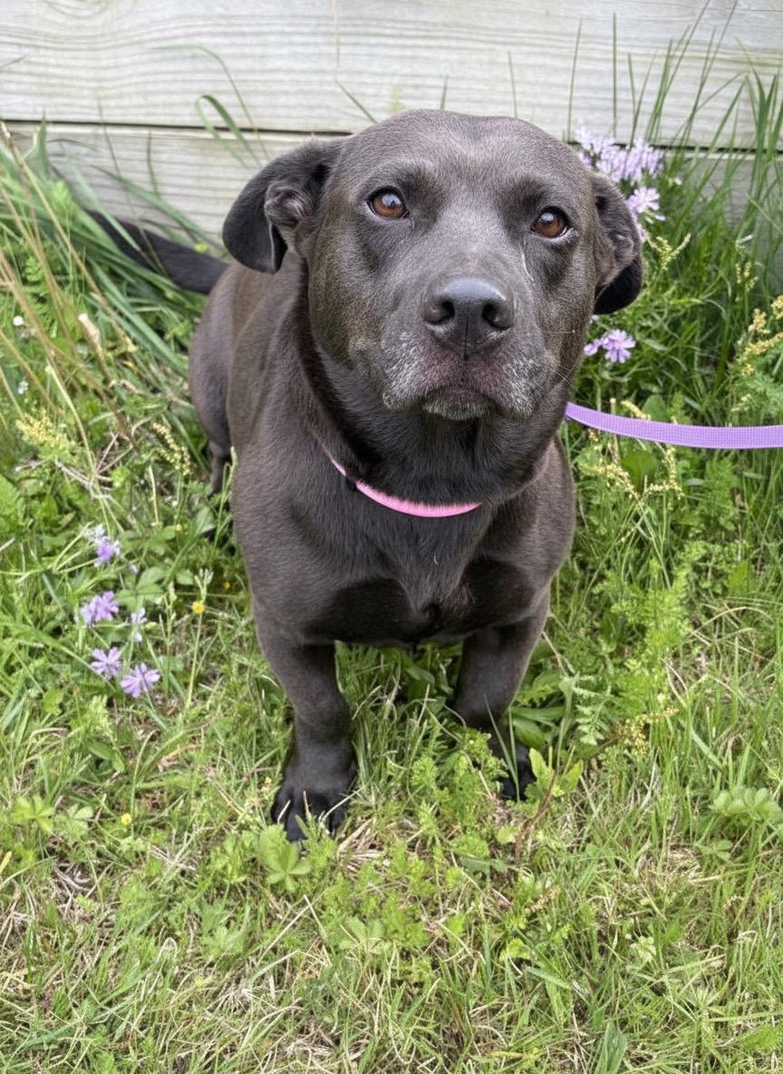 Nova, a ADOPTABLE mixed breed in Hillsdale, NY image 2/6