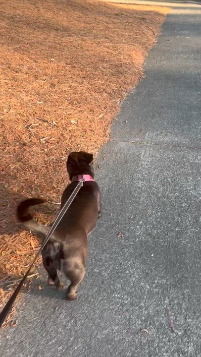 Enlarge Nova, a ADOPTABLE mixed breed in Hillsdale, NY video 5/6