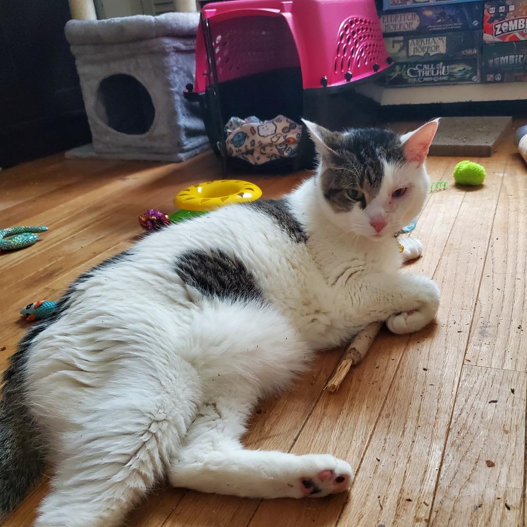 Louis - IN FOSTER, Adoptable, Adult Male Domestic Short Hair.