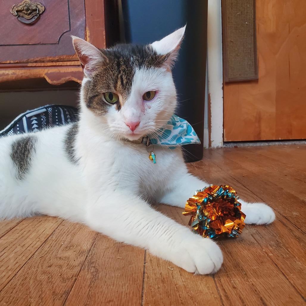 Louis - IN FOSTER, a Adoptable Domestic Short Hair in Birdsboro, PA image 2/4
