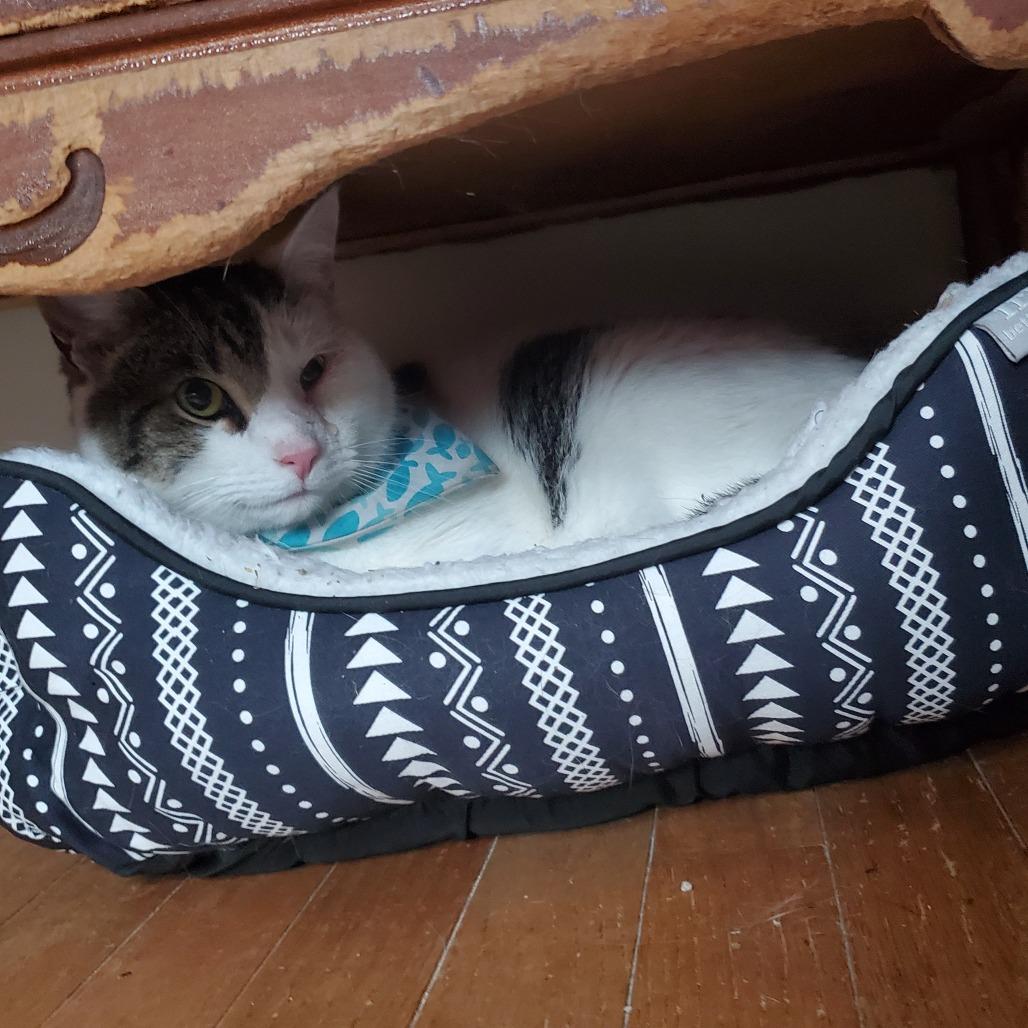 Louis - IN FOSTER, a Adoptable Domestic Short Hair in Birdsboro, PA image 3/4