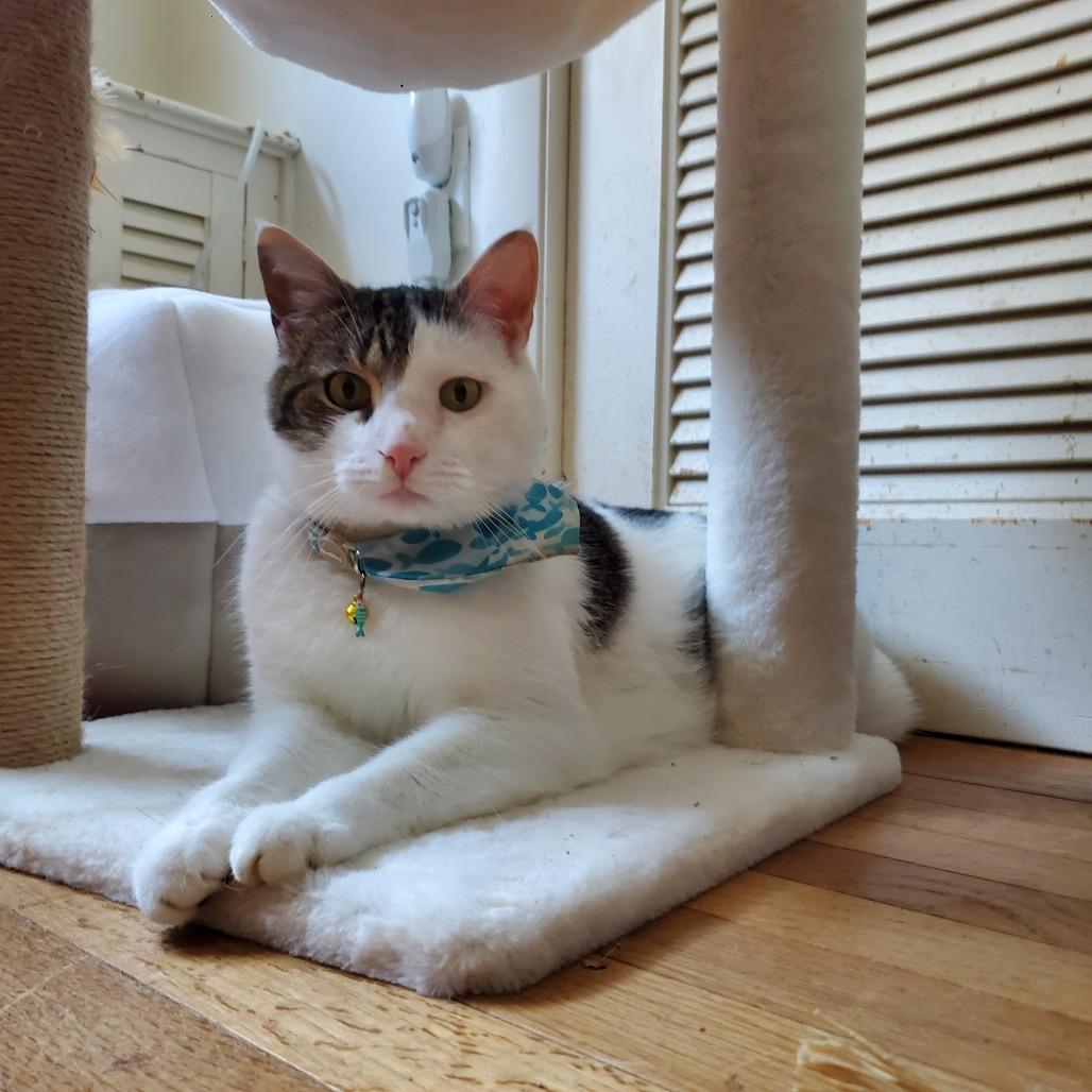 Louis - IN FOSTER, a Adoptable Domestic Short Hair in Birdsboro, PA image 3/4