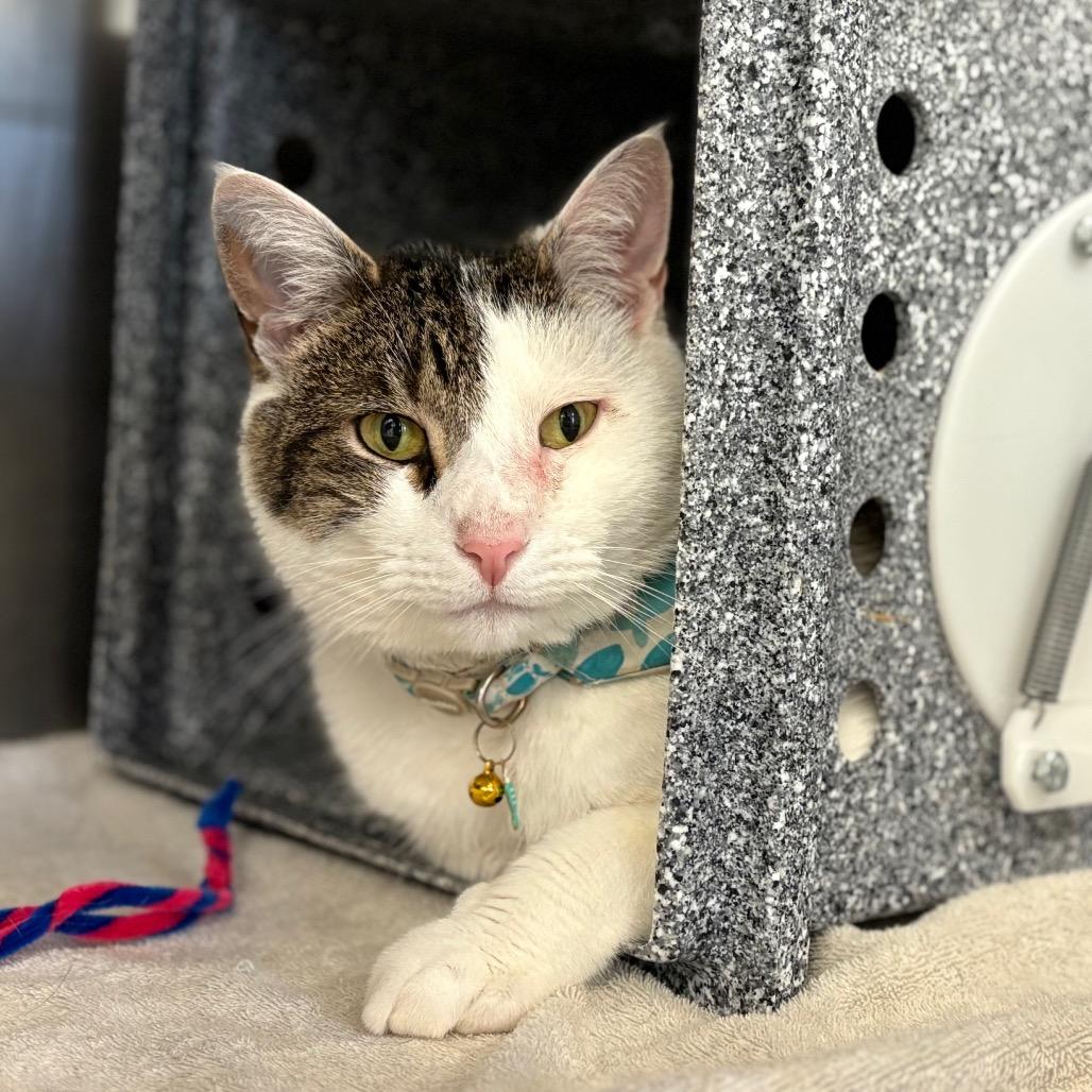 Louis - IN FOSTER, a Adoptable Domestic Short Hair in Birdsboro, PA image 4/4