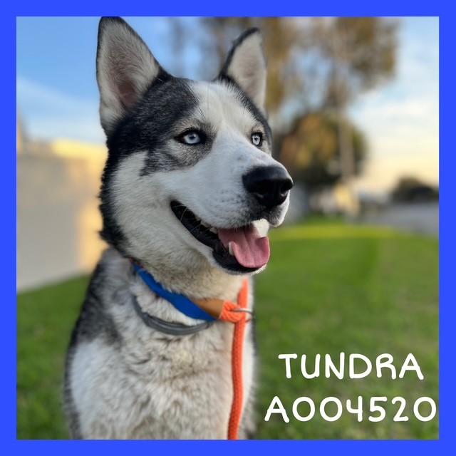 TUNDRA, Adoptable, Young Male Siberian Husky.