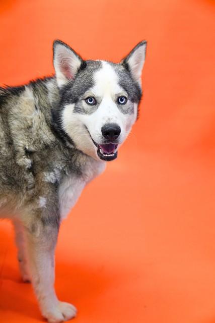 TUNDRA, Adoptable, Young Male Siberian Husky.