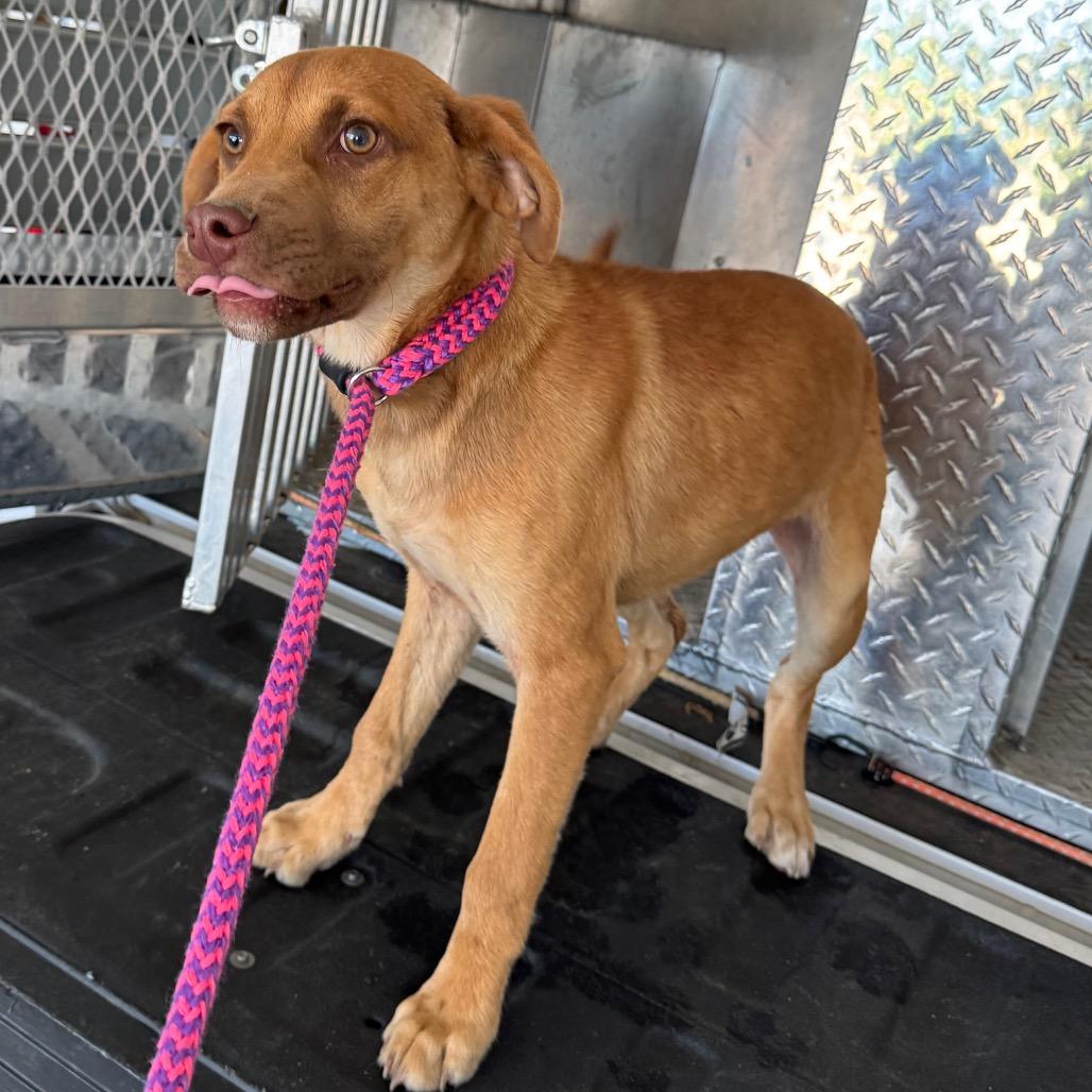 Enlarge Grits, a Adoptable Mixed Breed in Roxboro, NC image 1/1