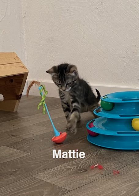 Enlarge Mattie, a Adoptable Domestic Short Hair in Gardnerville, NV image 3/6