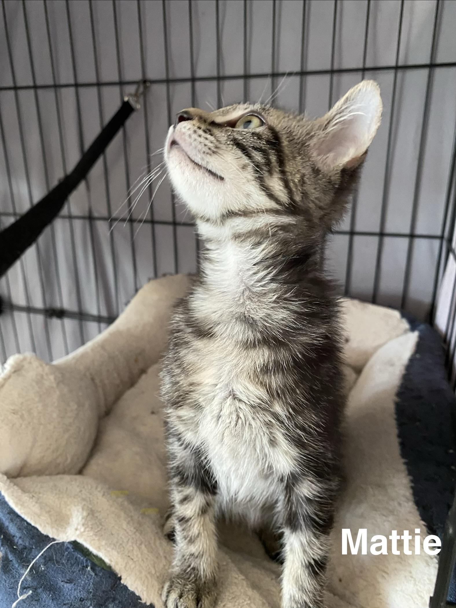 Enlarge Mattie, a Adoptable Domestic Short Hair in Gardnerville, NV image 4/6