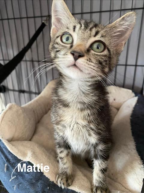 Enlarge Mattie, a Adoptable Domestic Short Hair in Gardnerville, NV image 5/6