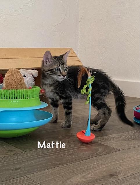 Enlarge Mattie, a Adoptable Domestic Short Hair in Gardnerville, NV image 2/6