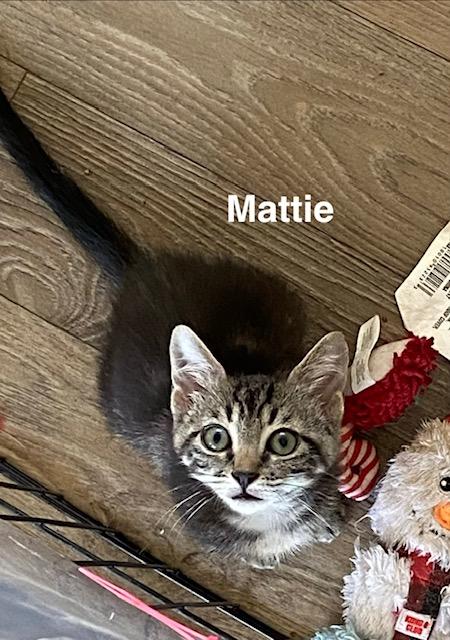 Enlarge Mattie, a Adoptable Domestic Short Hair in Gardnerville, NV image 6/6