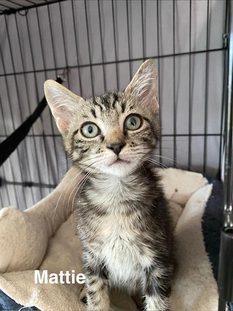 Enlarge Mattie, a Adoptable Domestic Short Hair in Gardnerville, NV image 1/6