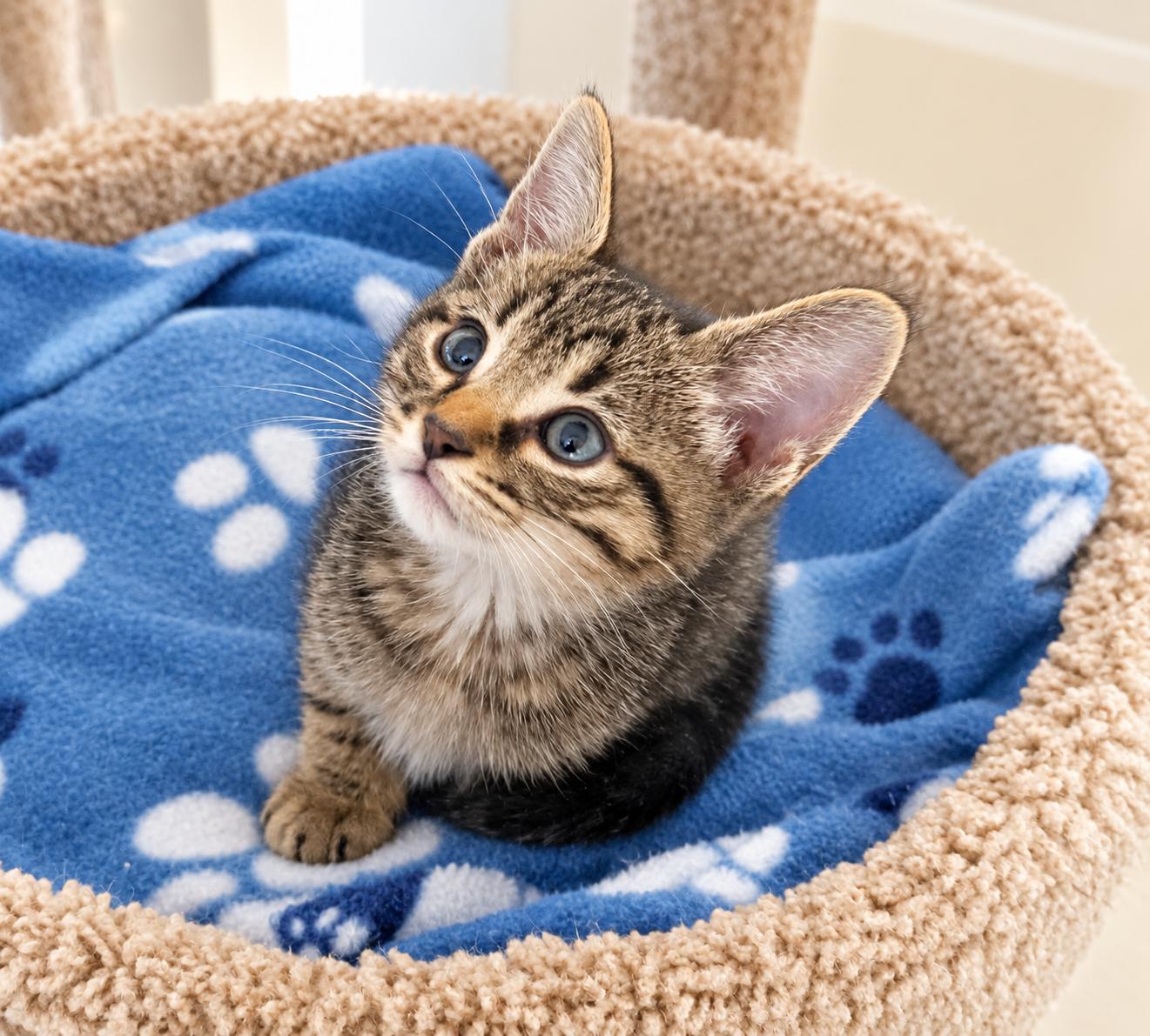 Enlarge Rummy, a Adoptable Domestic Short Hair in Pickerington, OH image 1/1