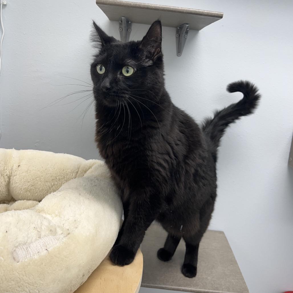 Enlarge Lucy , a ADOPTABLE Domestic Short Hair in Crookston, MN image 2/4