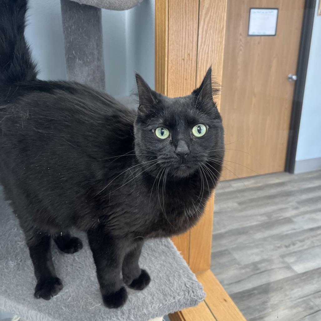 Lucy , ADOPTABLE, Adult Female Domestic Short Hair.