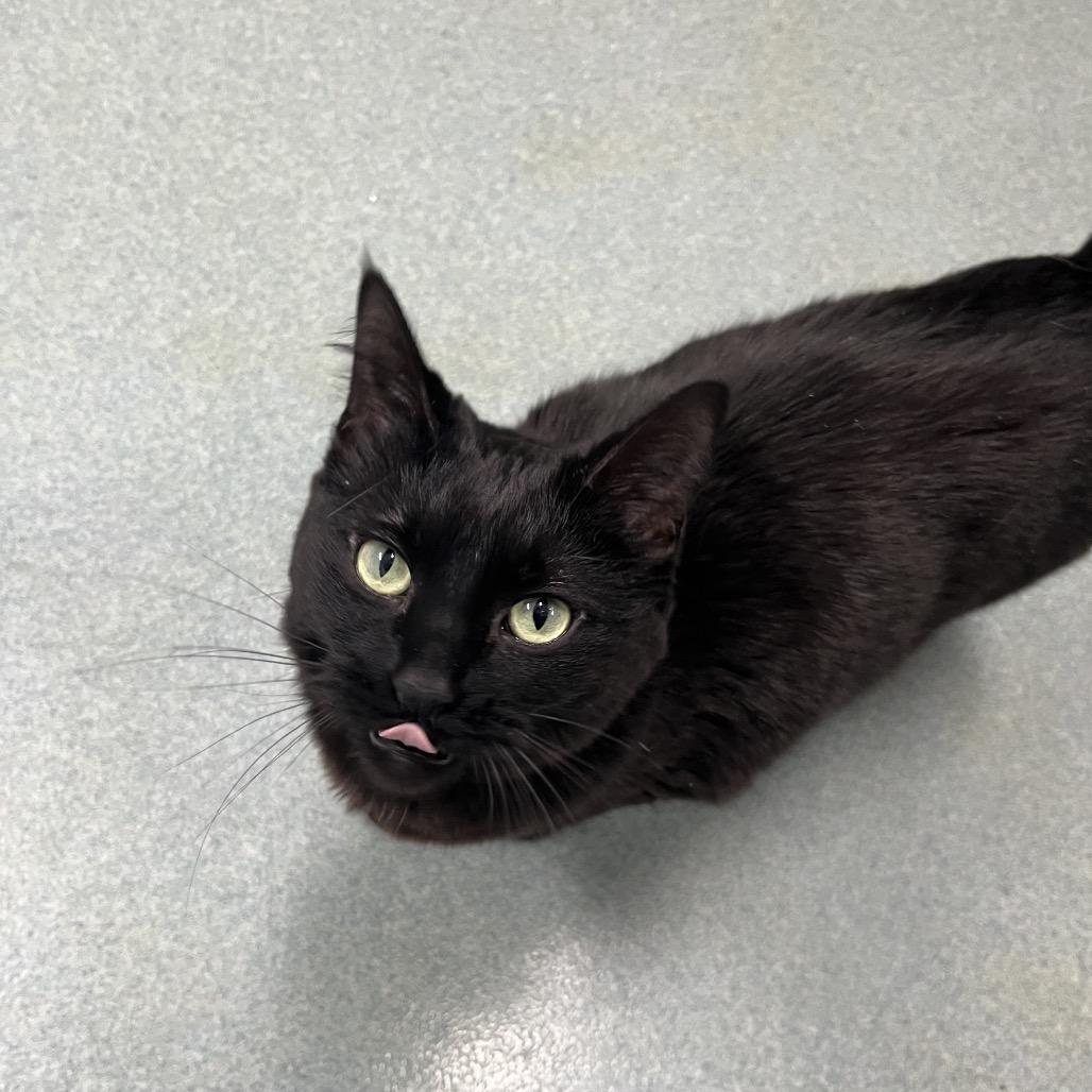 Enlarge Lucy , a ADOPTABLE Domestic Short Hair in Crookston, MN image 4/4