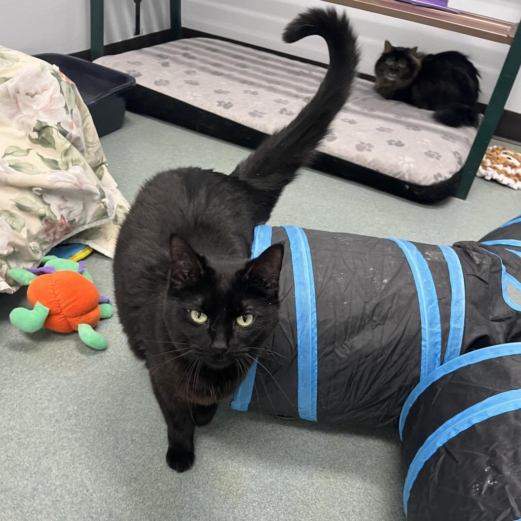 Enlarge Lucy , a ADOPTABLE Domestic Short Hair in Crookston, MN image 3/4