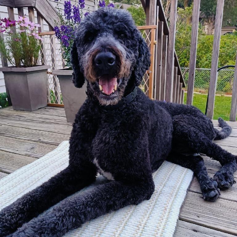 Tango, Adoptable, Senior Male Standard Poodle & Golden Retriever.