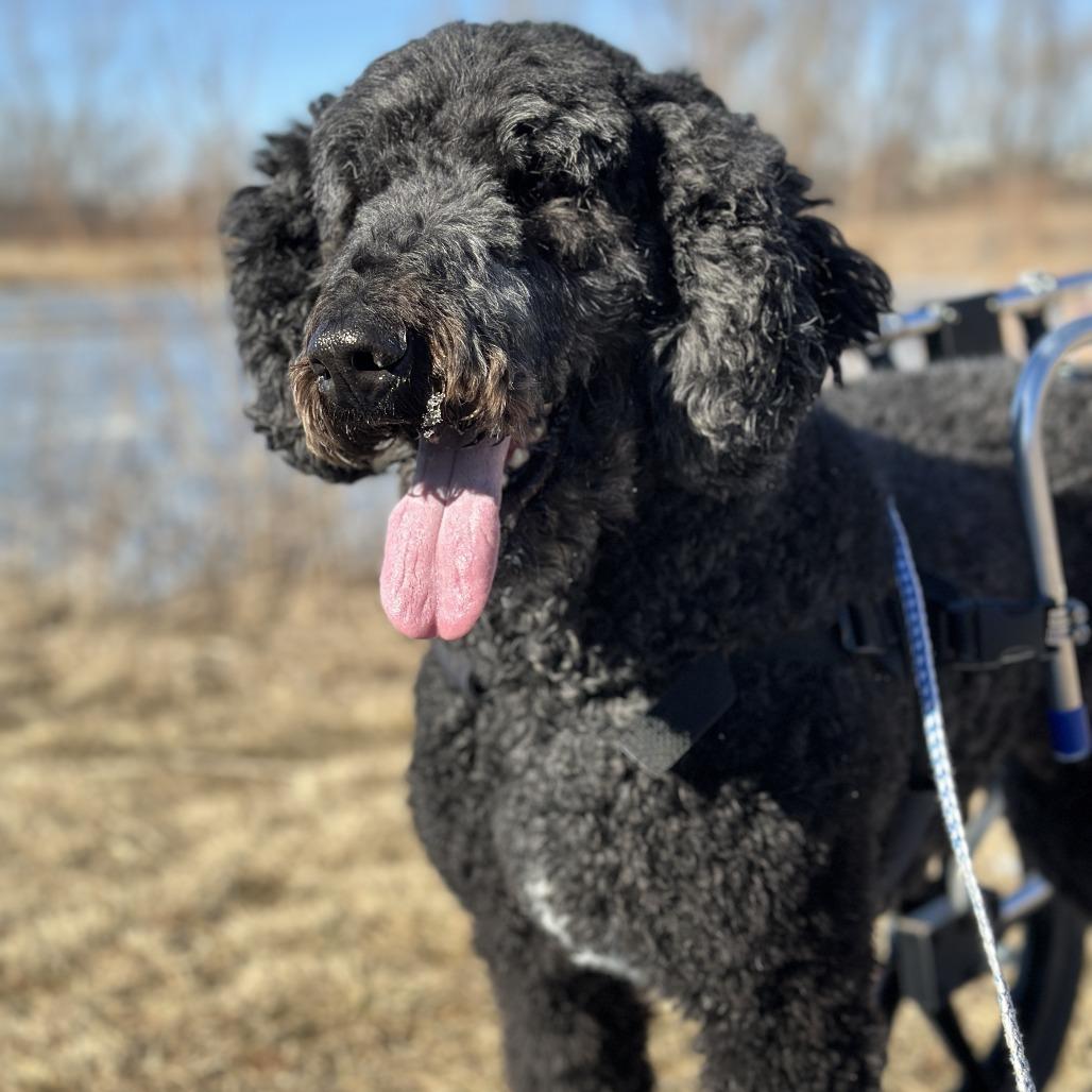 Enlarge Tango, a Adoptable mixed breed in Marion, IA image 2/4