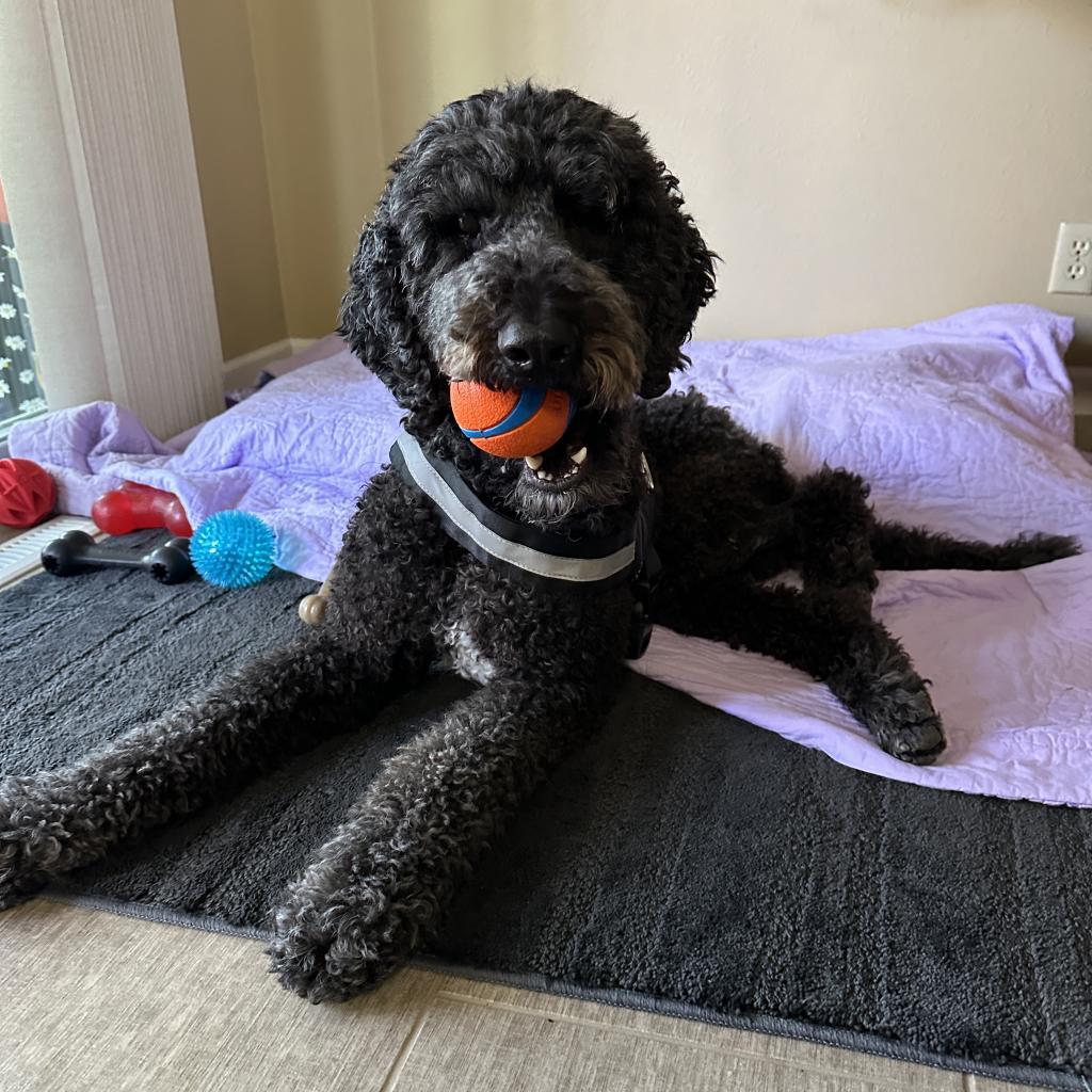 Enlarge Tango, a Adoptable mixed breed in Marion, IA image 3/4