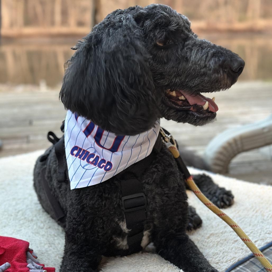 Enlarge Tango, a Adoptable mixed breed in Marion, IA image 4/4