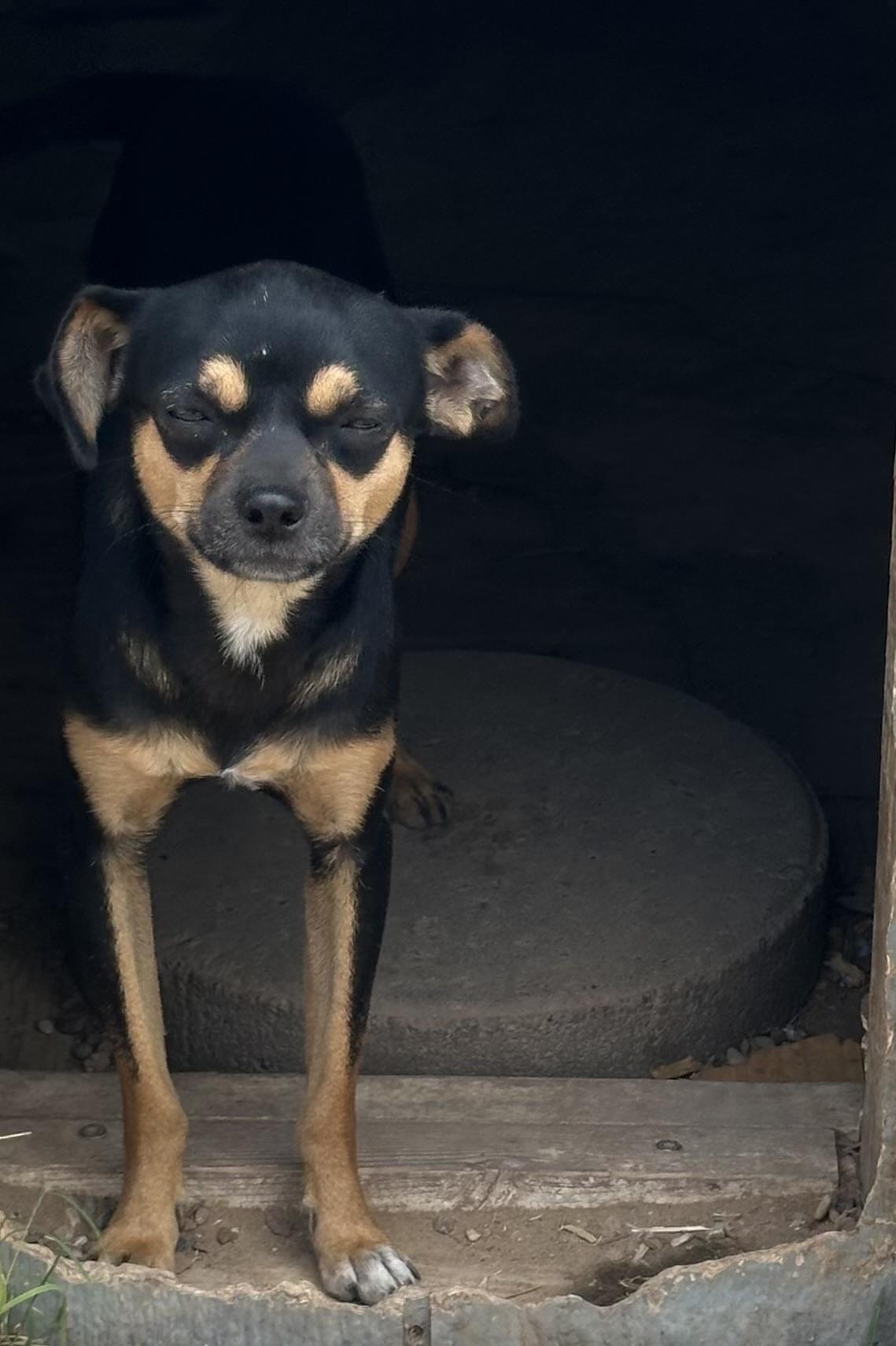 Enlarge Q-Bert, a Adopted mixed breed in Lubbock, TX image 1/2
