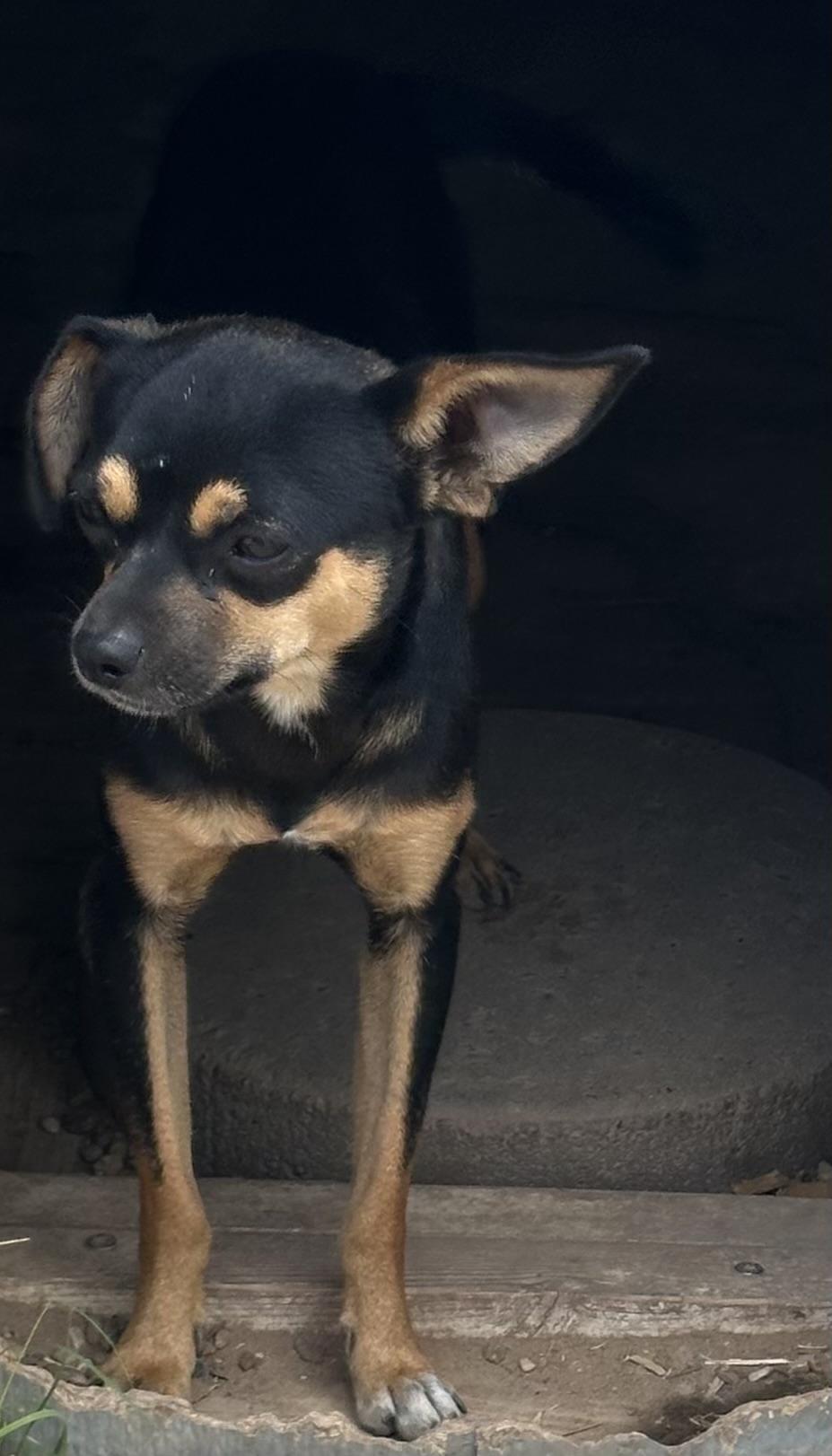 Enlarge Q-Bert, a Adopted mixed breed in Lubbock, TX image 2/2