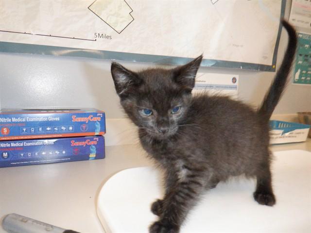 Enlarge LUMPIA, a Adoptable Domestic Short Hair in San Jose, CA image 1/1