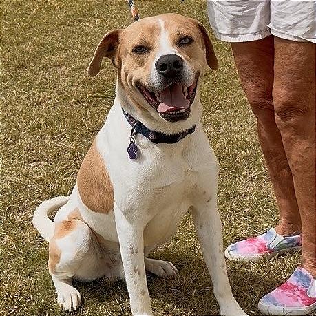 Enlarge Ace, a Adoptable mixed breed in Denison, TX image 1/6