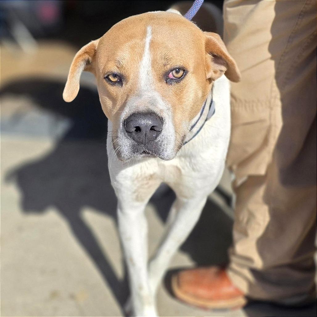 Ace, Adoptable, Adult Male Hound.